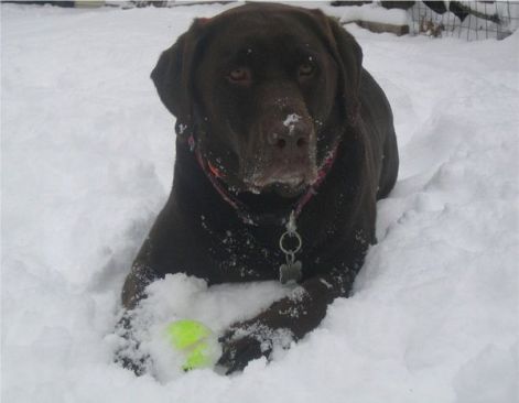 labradorretriever_brown.jpg