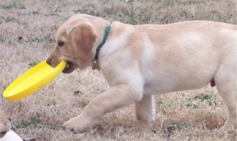 labradorretriever_lundgren.jpg