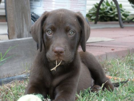 labradorretriever_moretti.jpg