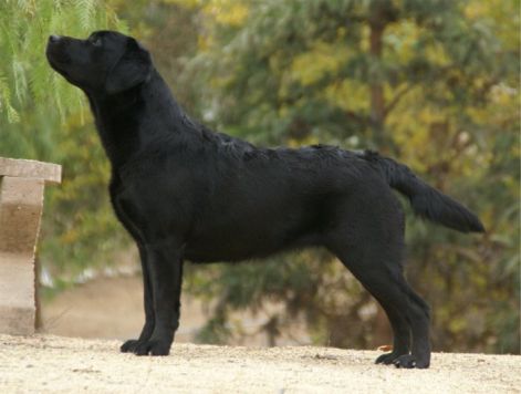 labradorretriever_singh.jpg